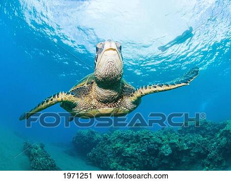 Stock Image - Hawaii, Green Sea Turtle (Chelonia Mydas) In Blue Ocean Water, Snorkeler At Ocean Surface Above.. Fotosearch