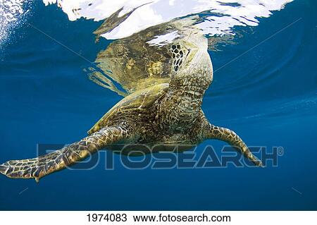 Hawaii, Green Sea Turtle (Chelonia Mydas) An Endangered Species. View Large Photo Image Stock Image - Hawaii, Green Sea Turtle (Chelonia Mydas) An Endangered Species.. Fotosearch