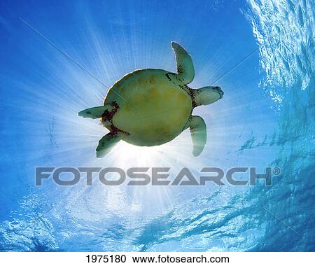 Stock Image - Hawaii, Green Sea Turtle (Chelonia Mydas) An Endangered Species.. Fotosearch
