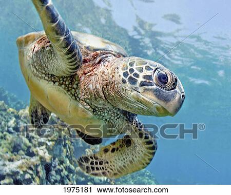 Hawaii, Green Sea Turtle (Chelonia Mydas) An Endangered Species. View Large Photo Image Stock Image - Hawaii, Green Sea Turtle (Chelonia Mydas) An Endangered Species.. Fotosearch