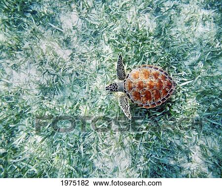 Stock Image - Hawaii, Green Sea Turtle (Chelonia Mydas) An Endangered Species.. Fotosearch