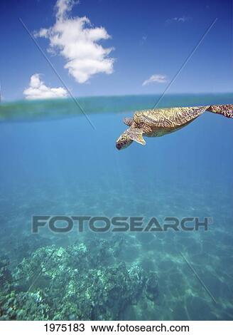 Hawaii, Green Sea Turtle (Chelonia Mydas) An Endangered Species. View Large Photo Image Stock Image - Hawaii, Green Sea Turtle (Chelonia Mydas) An Endangered Species.. Fotosearch