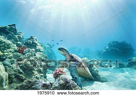 Stock Image - Hawaii, Green Sea Turtle (Chelonia Mydas) An Endangered Species.. Fotosearch