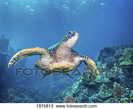 Stock Image - Hawaii, Green Sea Turtle (Chelonia Mydas) An Endangered Species.. Fotosearch