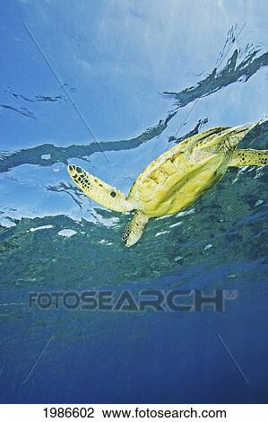 Hawaii, Green Sea Turtle (Chelonia Mydas) Swimming Near Surface. View Large Photo Image Stock Image - Hawaii, Green Sea Turtle (Chelonia Mydas) Swimming Near Surface.. Fotosearch