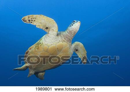 Hawaii, Green Sea Turtle (Chelonia Mydas) Viewed From Below. View Large Photo Image Stock Image - Hawaii, Green Sea Turtle (Chelonia Mydas) Viewed From Below.. Fotosearch