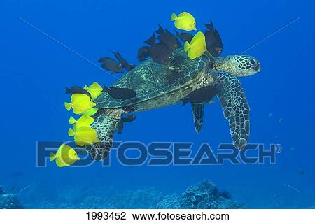 Stock Image - Hawaii, Green Sea Turtle (Chelonia Mydas) Being Cleaned By Surgeonfish.. Fotosearch