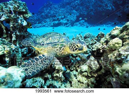 Hawaii, Green Sea Turtle (Chelonia Mydas) On Reef With Tropical Fish View Large Photo Image Stock Image - Hawaii, Green Sea Turtle (Chelonia Mydas) On Reef With Tropical Fish. Fotosearch