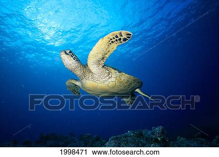 Stock Image - Hawaii, Green Sea Turtle (Chelonia Mydas) Swims Near Surface B1942. Fotosearch