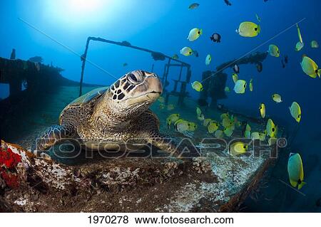 Hawaii, Green Sea Turtle (Chelonia Mydas) Sitting On A Sunken Ship View Large Photo Image Stock Photo - Hawaii, Green Sea Turtle (Chelonia Mydas) Sitting On A Sunken Ship. Fotosearch