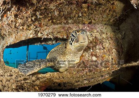 Hawaii, Green Sea Turtle (Chelonia Mydas) Swimming Through A Sunken Ship View Large Photo Image Stock Photo - Hawaii, Green Sea Turtle (Chelonia Mydas) Swimming Through A Sunken Ship. Fotosearch