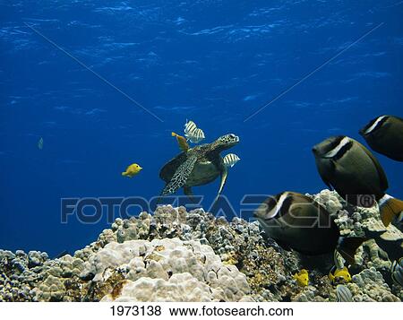 Stock Photo - Hawaii, Green Sea Turtle (Chelonia Mydas) An Endangered Species.. Fotosearch