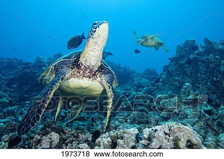 Hawaii, Green Sea Turtle (Chelonia Mydas) An Endangered Species. View Large Photo Image Stock Photo - Hawaii, Green Sea Turtle (Chelonia Mydas) An Endangered Species.. Fotosearch