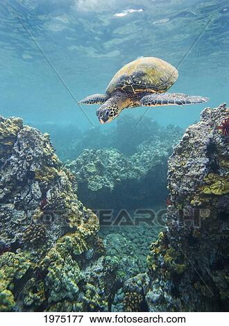 Stock Photo - Hawaii, Green Sea Turtle (Chelonia Mydas) An Endangered Species.. Fotosearch