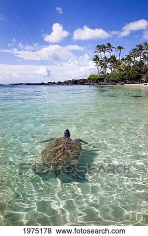 Stock Photo - Hawaii, Green Sea Turtle (Chelonia Mydas) An Endangered Species.. Fotosearch