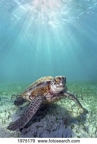 Stock Photo - Hawaii, Green Sea Turtle (Chelonia Mydas) An Endangered Species.. Fotosearch