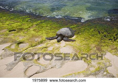 Stock Photo - Hawaii, Green Sea Turtle (Chelonia Mydas) An Endangered Species.. Fotosearch