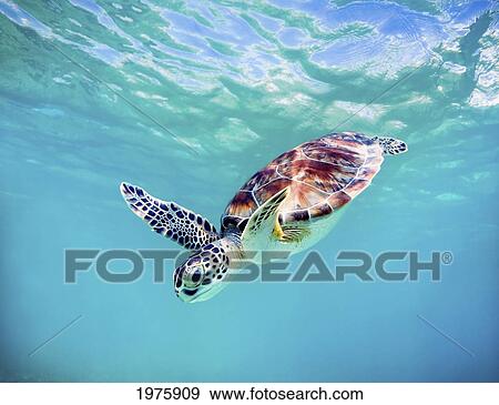 Stock Photo - Hawaii, Green Sea Turtle (Chelonia Mydas) An Endangered Species.. Fotosearch