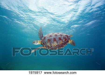 Hawaii, Green Sea Turtle (Chelonia Mydas) An Endangered Species. View Large Photo Image Stock Photo - Hawaii, Green Sea Turtle (Chelonia Mydas) An Endangered Species.. Fotosearch