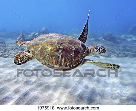 Stock Photo - Hawaii, Green Sea Turtle (Chelonia Mydas) An Endangered Species.. Fotosearch