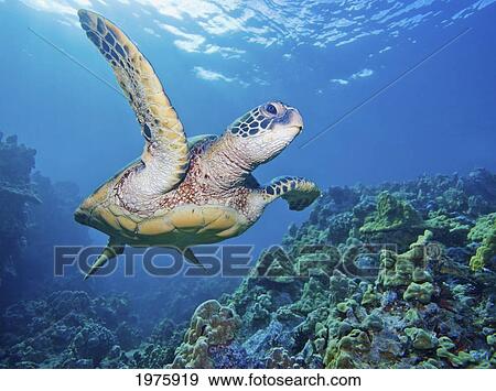 Hawaii, Green Sea Turtle (Chelonia Mydas) An Endangered Species. View Large Photo Image Stock Photo - Hawaii, Green Sea Turtle (Chelonia Mydas) An Endangered Species.. Fotosearch