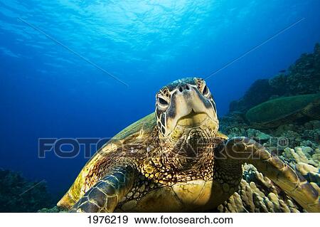 Hawaii, Green Sea Turtle (Chelonia Mydas) Above Coral Reef. View Large Photo Image Stock Photo - Hawaii, Green Sea Turtle (Chelonia Mydas) Above Coral Reef.. Fotosearch