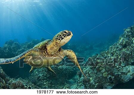 Stock Photo - Hawaii, Green Sea Turtle (Chelonia Mydas) An Endangered Species.. Fotosearch