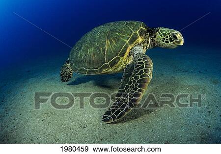 Stock Photo - Hawaii, Green Sea Turtle (Chelonia Mydas) Near Sandy Bottom.. Fotosearch