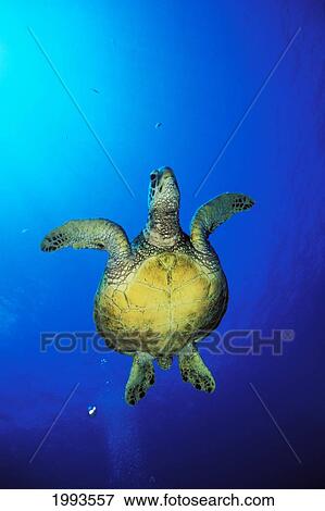 Stock Photo - Hawaii, Green Sea Turtle (Chelonia Mydas) Swimming In Clear Blue Water, View From Below. Fotosearch