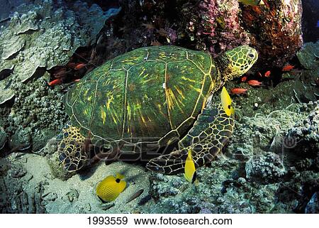 Stock Photo - Hawaii, Green Sea Turtle (Chelonia Mydas) Sits On Reef. Fotosearch