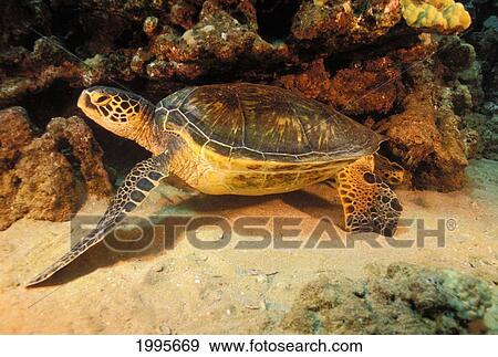 Stock Photo - Hawaii, Green Sea Turtle (Chelonia Mydas) Resting Under Reef. Fotosearch