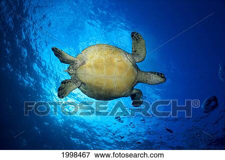 Hawaii, Green Sea Turtle (Chelonia Mydas) Underside With Sunburst B1922 View Large Photo Image Stock Photo - Hawaii, Green Sea Turtle (Chelonia Mydas) Underside With Sunburst B1922. Fotosearch