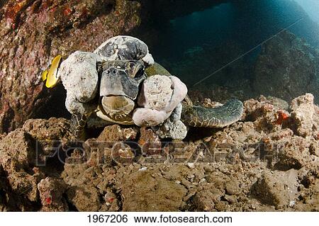 Stock Photograph - Hawaii, Green Sea Turtle (Chelonia Mydas) On Ocean Floor, Fibropapilloma Tumors On Turtle.. Fotosearch