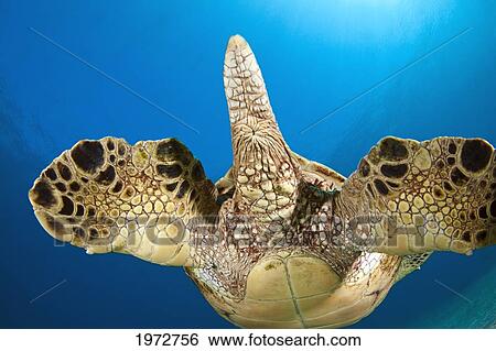 Hawaii, Green Sea Turtle (Chelonia Mydas) An Endangered Species, View From Behind. View Large Photo Image Stock Photograph - Hawaii, Green Sea Turtle (Chelonia Mydas) An Endangered Species, View From Behind.. Fotosearch