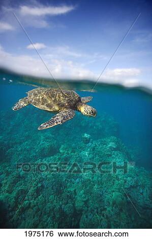 Hawaii, Green Sea Turtle (Chelonia Mydas) An Endangered Species. View Large Photo Image Stock Photograph - Hawaii, Green Sea Turtle (Chelonia Mydas) An Endangered Species.. Fotosearch