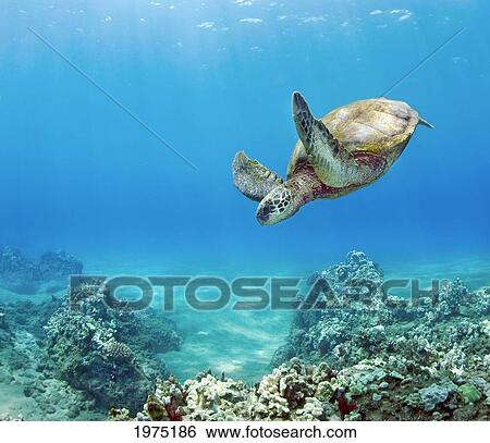 Stock Photograph - Hawaii, Green Sea Turtle (Chelonia Mydas) An Endangered Species.. Fotosearch