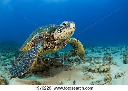Hawaii, Green Sea Turtle (Chelonia Mydas) On Ocean Floor, Endangered Species. View Large Photo Image Stock Photograph - Hawaii, Green Sea Turtle (Chelonia Mydas) On Ocean Floor, Endangered Species.. Fotosearch