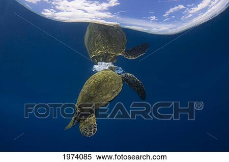 Hawaii, Green Sea Turtle (Chelonia Mydas) An Endangered Species. View Large Photo Image Stock Photography - Hawaii, Green Sea Turtle (Chelonia Mydas) An Endangered Species.. Fotosearch