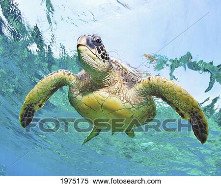 Stock Photography - Hawaii, Green Sea Turtle (Chelonia Mydas) An Endangered Species.. Fotosearch