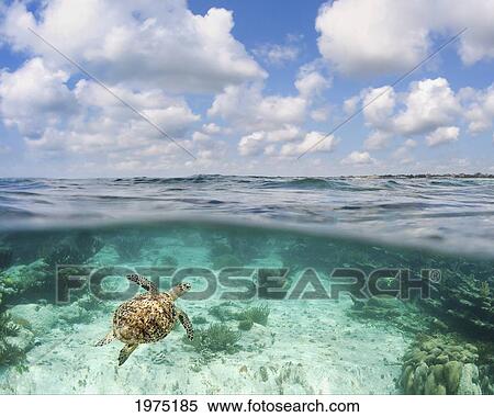 Stock Photography - Hawaii, Green Sea Turtle (Chelonia Mydas) An Endangered Species.. Fotosearch