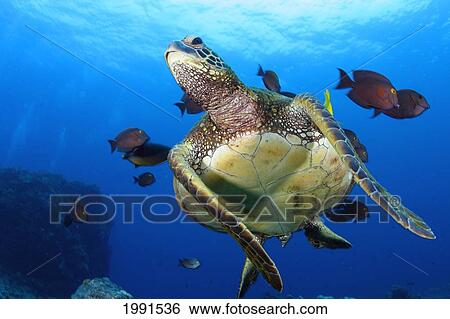 Stock Photograph - Hawaii, Green Sea Turtle Cleaned By Reef Fish [For Use Up To 13X20 Only]. Fotosearch