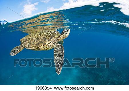 Hawaii, Green Sea Turtle Honu (Chelonia Mydas) Taking Breath At Ocean Surface. View Large Photo Image Picture - Hawaii, Green Sea Turtle Honu (Chelonia Mydas) Taking Breath At Ocean Surface.. Fotosearch
