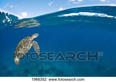 Stock Image - Hawaii, Green Sea Turtle Honu (Chelonia Mydas) Near Ocean Surface.. Fotosearch
