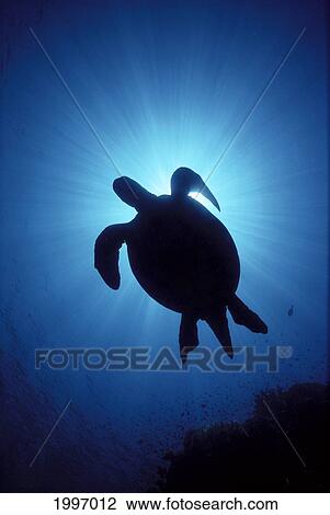 Hawaii, Green Sea Turtle Silhouetted, Sunburst (Chelonia Mydas) View From Below A77C View Large Photo Image Stock Image - Hawaii, Green Sea Turtle Silhouetted, Sunburst (Chelonia Mydas) View From Below A77C. Fotosearch