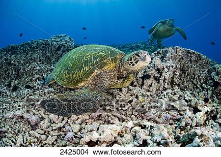 Hawaii, Green Sea Turtle swimming in the Pacific Ocean. View Large Photo Image Picture - Hawaii, Green Sea Turtle swimming in the Pacific Ocean.. Fotosearch