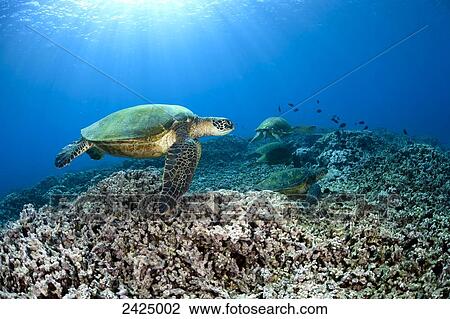 Stock Image - Hawaii, Green Sea Turtle swimming in the Pacific Ocean.. Fotosearch