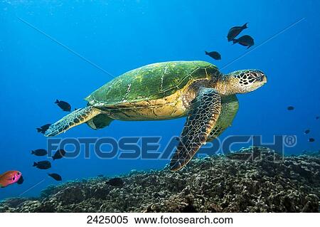 Hawaii, Green Sea Turtle swimming in the Pacific Ocean. View Large Photo Image Stock Photography - Hawaii, Green Sea Turtle swimming in the Pacific Ocean.. Fotosearch