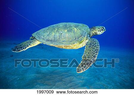 Stock Photo - Hawaii, Green Sea Turtle Swims Midwater Clear Water, Sandy (Chelonia Mydas) A77D. Fotosearch
