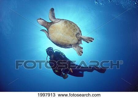 Hawaii, Green Sea Turtle Underside With Diver And Sun Reflecting Through Surface A77E View Large Photo Image Stock Image - Hawaii, Green Sea Turtle Underside With Diver And Sun Reflecting Through Surface A77E. Fotosearch