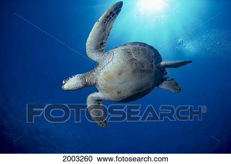Hawaii, Green Sea Turtle With Sun Reflecting Through Surface (Chelonia Mydas) View Large Photo Image Stock Image - Hawaii, Green Sea Turtle With Sun Reflecting Through Surface (Chelonia Mydas). Fotosearch